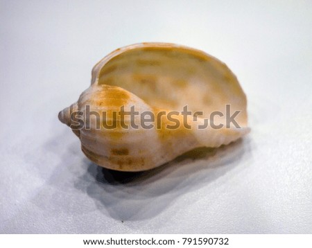 clam shells on a white background