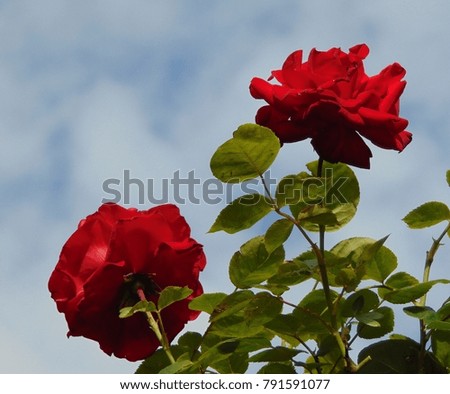 macro photo with a decorative background of bright red flowers garden varietal roses on blue sky background as the source for design, advertising, prints, posters, decor