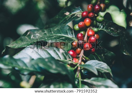 Arabicas Coffee Tree on Coffee tree at Doi Chaang in Thailand, Coffee bean Single origin words class specialty.vintage nature background, Royalty-Free Stock Photo #791592352