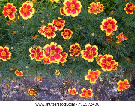 Beautiful marigold flowers in the garden,herbaceous plants in the sunflower family.