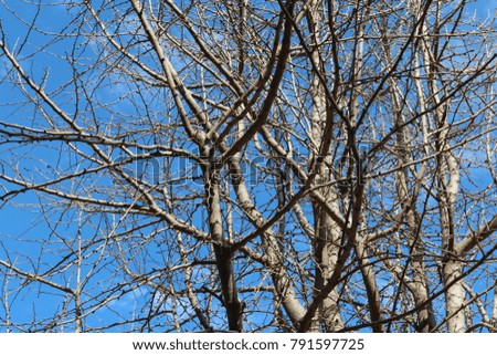 Dry and artistic tree branches of Ginkgo on blue sky in autumn, South Korea