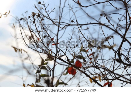 Leaves and artistic tree branches on blue sky, in autumn, South Korea