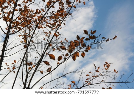 Colourful autumn leaves and artistic tree branches on blue sky, South Korea