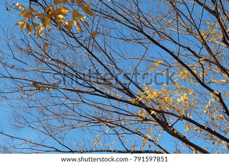 Colourful autumn leaves and artistic tree branches on blue sky, South Korea