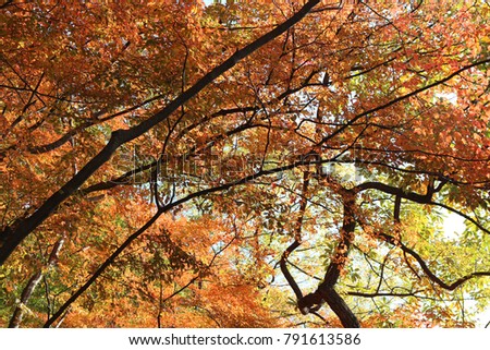 Colourful autumn leaves on blue sky, South Korea