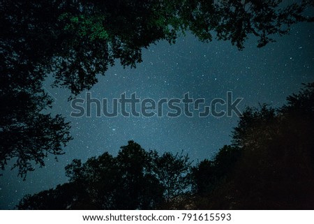 Trees breaking way to show the stars