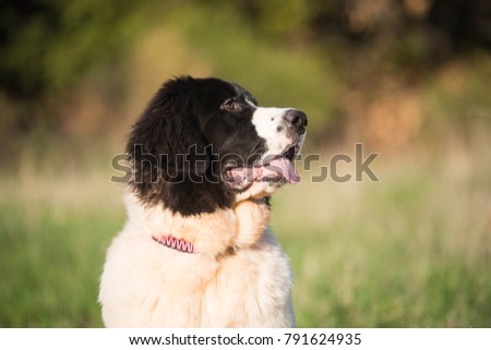 landseer dog pure breed