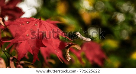 Panoramic picture of autumn leaves.