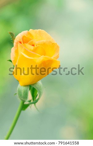 Close-up of golden yellow rose in garden focus at middle of flower.