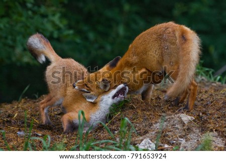 Two red foxes playing