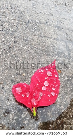 red leaves on the ground with raindrops