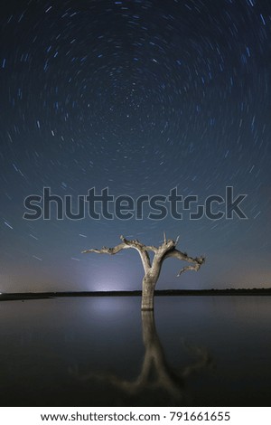 Night photography of dry trees covered in water. Portaje, Extremadura
