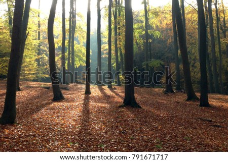 Wonderful beech forest in autumn between Sellin and Binz on german island Rugia (Rügen)  Royalty-Free Stock Photo #791671717