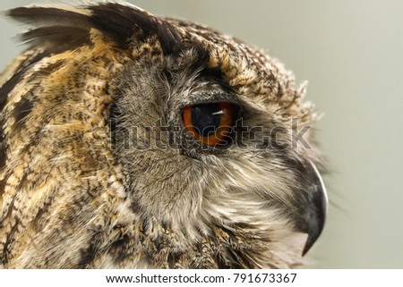 A portrait shot of an Eagle Owl.