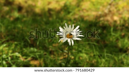  Bee on flower, white daisy flower