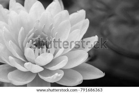 Black and white of white flower or white lotus or water lily on water surface for web design or decorative workings