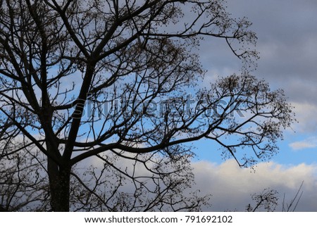 View of the silhouettes of branches and the blue sky with white clouds. Plane trees have no leaves. Abstract and pattern picture taken in France in winter 2017. Pastel tones and colors.