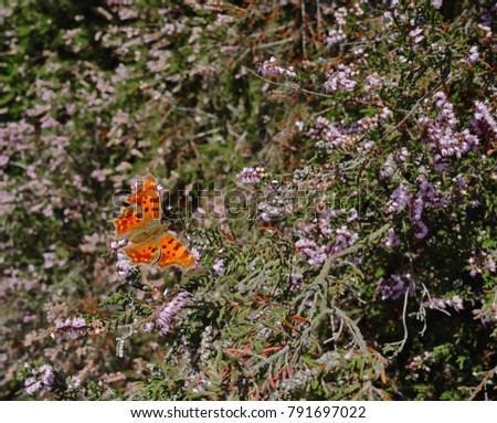 Blossoming colorful close up heather moorland and butterfly in Kempen forests, North Brabant, the Netherlands, autumn days