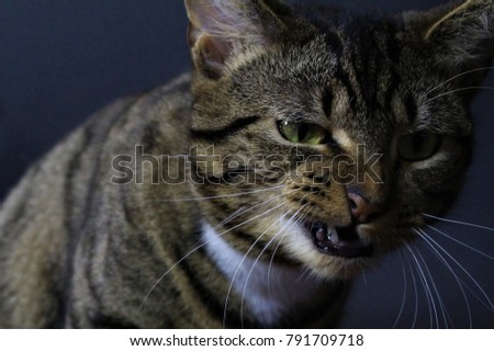Tabby cat with funny side smile