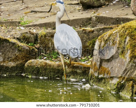 Heron exiting pond with caught fish in rural England.