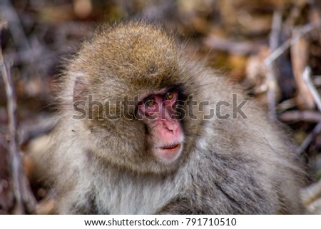 A portrait of a young Japanese Macaque, or snow monkey.   These monkeys are the northern most non-human primates in the world