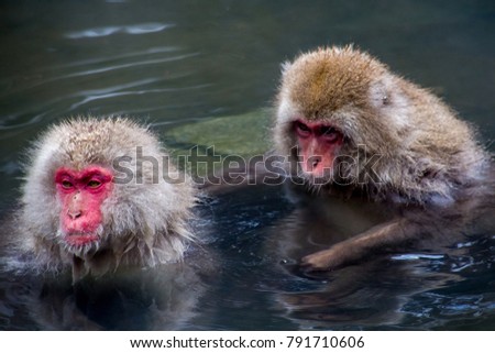 A pair of Japanese Macaques, or snow monkeys, groom while relaxing in a natural hot spring.  These monkeys are the northern most non-human primates in the world.