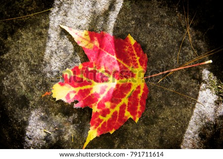 a picture of leaves of the fall