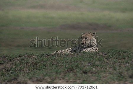 Cheetah relaxing and laying down in the grass. Serengeti, Tanzania