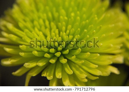 a picture of a green yellow spider mum