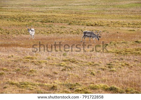 Couple of Wild Reindeer on Svalbard Island, Spitzberg, Norway