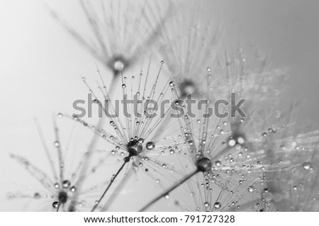 gray scale macro photography of dandelion seeds with drops of water
