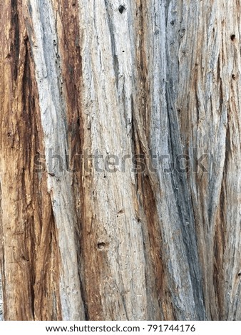 Close up picture of tree bark