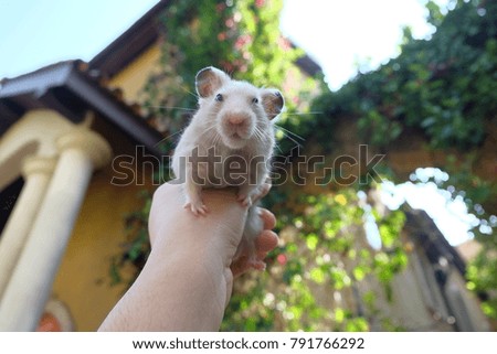 Close-up of a cute hamster in girl's hand with building and tree in soft-focus in the background, selective focus