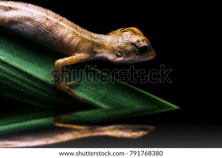 oriental garden lizard with reflection