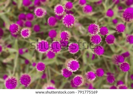 Amaranth: Flowers Background