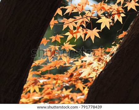 The beautiful maple autumn leaves in the Chinese classical garden with the warm sunlight
