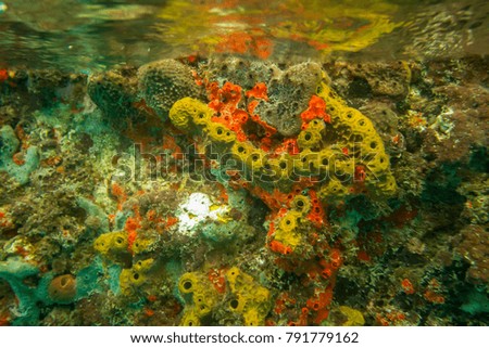 Brightly colored coral grows at the waters surface reflecting its colors across the top of the water. 
