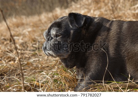 pug mops named adelheid doing winter sun relaxing on a field in south germany park in january