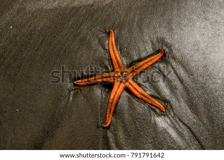 Picture of Sea star on a beach and dark sandy