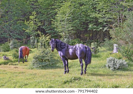 beautiful horses
ushuaia