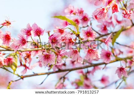 Closeup Beautiful Cherry, Wild Himalayan Cherry, flowers