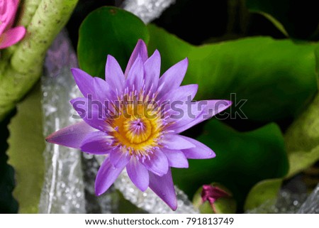 Beautiful lotus flower in pot