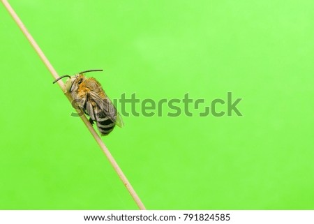 Closeup shot of a orange Checkered Cuckoo Bee on green background.