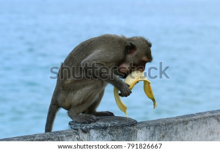 monkey eating banana on sea background.