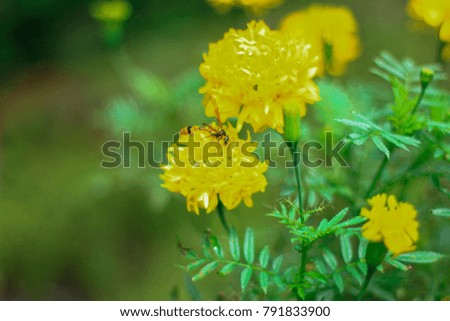 a photo of flowers