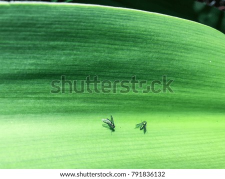 single metallic fly stands on a large green leaf