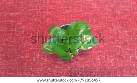 ornamental small green plant on the red cloth background. 