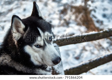 Portrait the siberian husky. Black white husky turns to look askance, bending his head. Husky dog walks in the winter forest.