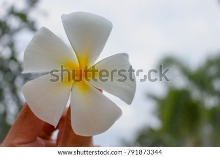 Flower in the garden. (plumeria flower)