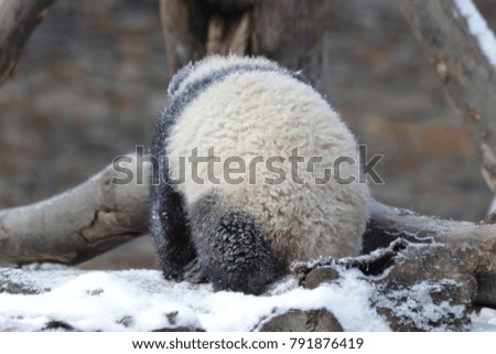 Little Giant Panda Cub is Playing in the Snow, New Wolong Breeding Panda Base, China